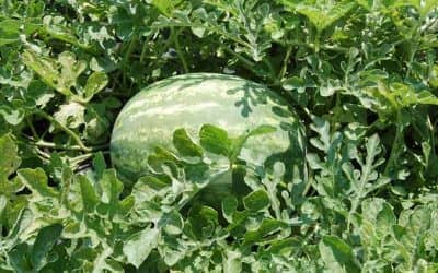 Economía Social del Municipio entregará semillas para huerta