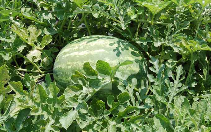 Economía Social del Municipio entregará semillas para huerta