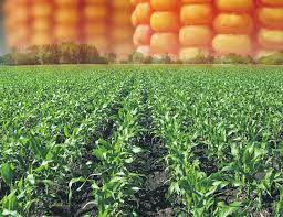 MAÑANA (MARTES) SE REALIZARÁ UNA SIEMBRA AÉREA AGROECOLÓGICA EN UN LOTE DE LA ZONA DE EXCLUSIÓN, UBICADO EN EL SECTOR NORESTE DE LA CIUDAD