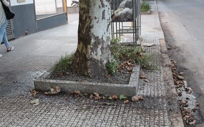 DESDE LA SEMANA PRÓXIMA SE EMPLEARÁ UN MÉTODO DISUASIVO PARA AHUYENTAR A LAS BANDADAS DE TORDOS DE LA CIUDAD