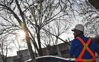 COMENZARON LOS TRABAJOS DE PODA BAJA EN CALLES CÉNTRICAS DE LA CIUDAD