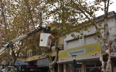 EL MUNICIPIO PODA CON TRABAJOS DE APERTURA DE COPA EN ÁRBOLES DE LA VILLEGAS DONDE HAY MAYOR PRESENCIA DE TORDOS