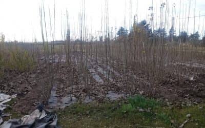 EL VIVERO MUNICIPAL FUE HABILITADO POR EL SENASA COMO PRODUCTOR DE ÁRBOLES Y ESTO LO AUTORIZA A COMERCIALIZAR SU PRODUCCIÓN