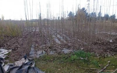 EL VIVERO MUNICIPAL EMPEZÓ CON LA ENTREGA DE ÁLAMOS Y SAUCES A PRODUCTORES  DE LA ZONA RURAL