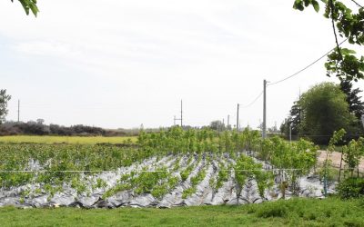 EL VIVERO MUNICIPAL ENTREGÓ 17.000 ÁRBOLES A PRODUCTORES RURALES Y SE PLANTARON 1.000 EJEMPLARES EN ESPACIOS PÚBLICOS