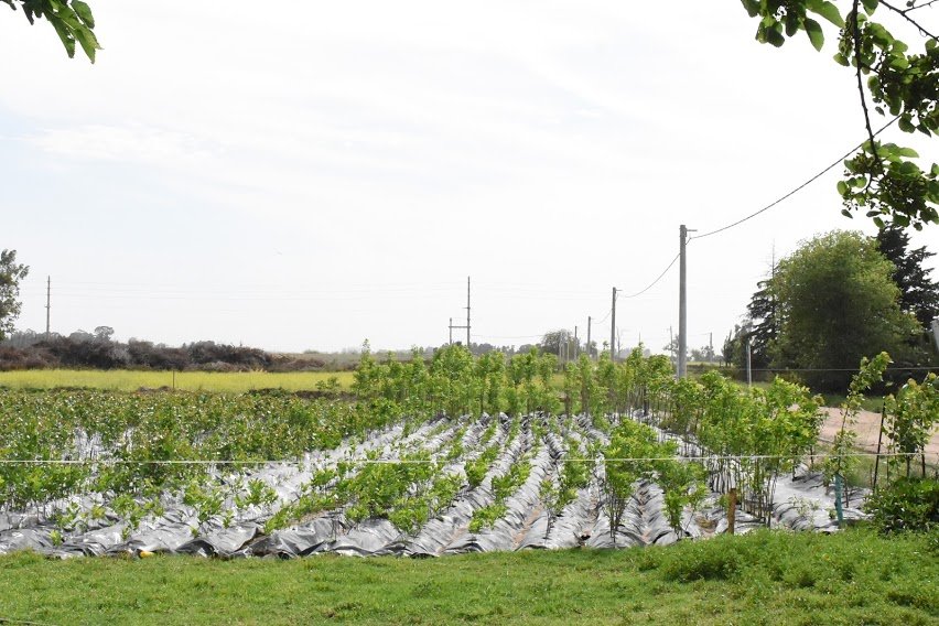 EL VIVERO MUNICIPAL ENTREGÓ 17.000 ÁRBOLES A PRODUCTORES RURALES Y SE PLANTARON 1.000 EJEMPLARES EN ESPACIOS PÚBLICOS