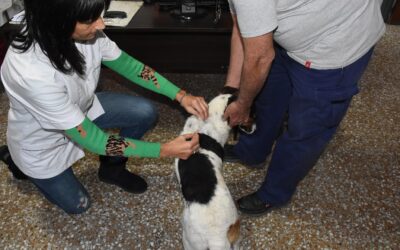 ZOONOSIS MUNICIPAL REMARCA LA IMPORTANCIA DE VACUNAR A LAS MASCOTAS CONTRA LA RABIA Y RECUERDA QUE PRESTA EL SERVICIO DE MANERA GRATUITA