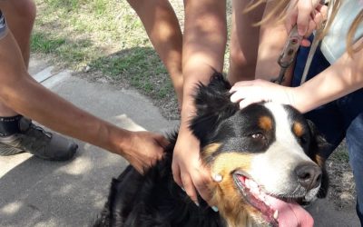 LA POSTA ITINERANTE DE ZOONOSIS MUNICIPAL VACUNÓ CONTRA LA RABIA OTRAS 110 MASCOTAS EN LA AMPLIACIÓN URBANA