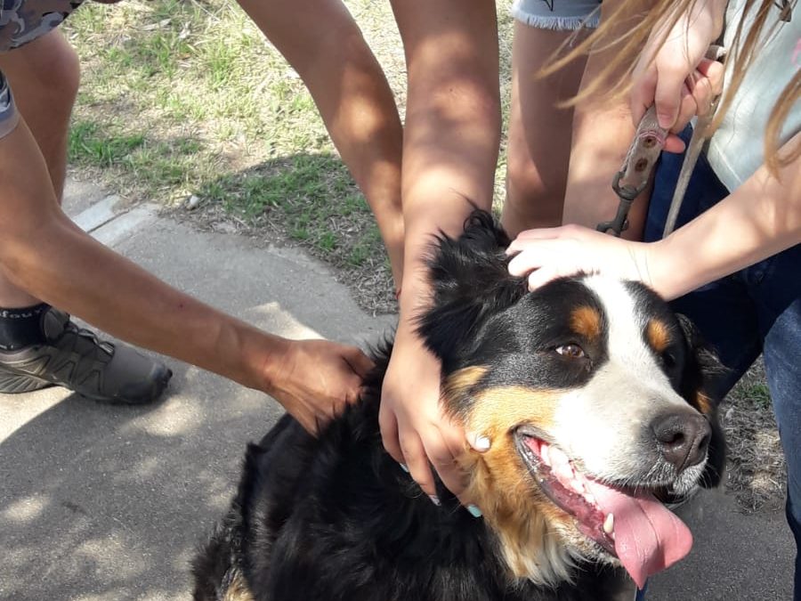 LA POSTA ITINERANTE DE ZOONOSIS MUNICIPAL VACUNÓ CONTRA LA RABIA OTRAS 110 MASCOTAS EN LA AMPLIACIÓN URBANA