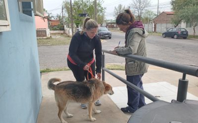 53 PERROS Y 16 GATOS PASARON POR EL CAPS INDIO TROMPA EN EL INICIO DE LA CAMPAÑA GRATUITA DE VACUNACIÓN ANTIRRÁBICA POR LOS BARRIOS