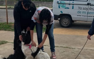 CAMPAÑA GRATUITA DE VACUNACIÓN ANTIRRÁBICA POR LOS BARRIOS: 87 MASCOTAS PASARON EL SÁBADO POR LA POSTA DEL CAPS BARRIOS DEL ESTE