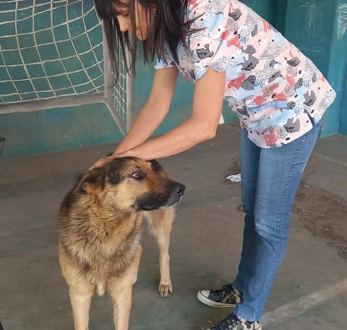 ZOONOSIS VACUNÓ CONTRA LA RABIA 84 PERROS Y 36 GATOS EN EL PUESTO ITINERANTE QUE ESTUVO EN EL CAPS RAMÓN CARRILLO