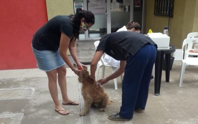 VACUNACIÓN ANTIRRÁBICA: EL PRÓXIMO SÁBADO (2) EMPIEZA EN EL CAPS INDIO TROMPA LA CAMPAÑA GRATUITA POR LOS BARRIOS
