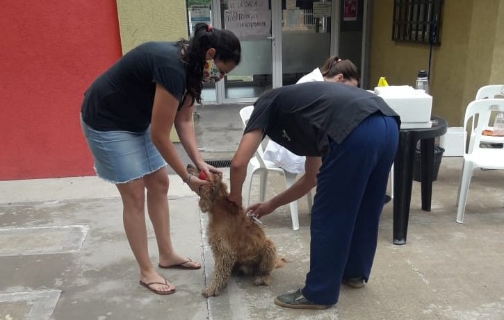 VACUNACIÓN ANTIRRÁBICA: EL PRÓXIMO SÁBADO (2) EMPIEZA EN EL CAPS INDIO TROMPA LA CAMPAÑA GRATUITA POR LOS BARRIOS