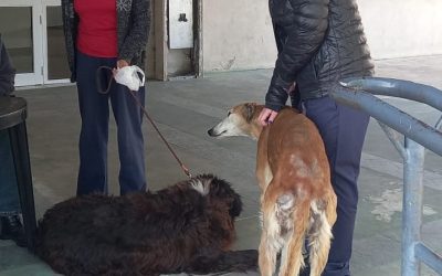 EL PUESTO ITINERANTE DE VACUNACIÓN ANTIRRÁBICA DE MASCOTAS SE INSTALARÁ MAÑANA (SÁBADO) DE 9 A 12 EN LA PLAZA DEL BICENTENARIO