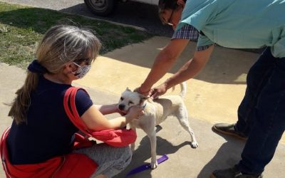 CAMPAÑA GRATUITA DE VACUNACIÓN ANTIRRÁBICA: ZOONOSIS VACUNÓ MÁS DE 4.100 MASCOTAS EN EL DISTRITO DESDE QUE EMPEZÓ EL AÑO