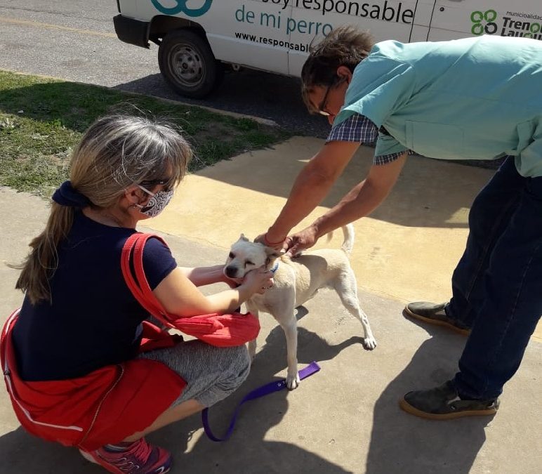 CAMPAÑA GRATUITA DE VACUNACIÓN ANTIRRÁBICA: ZOONOSIS VACUNÓ MÁS DE 4.100 MASCOTAS EN EL DISTRITO DESDE QUE EMPEZÓ EL AÑO