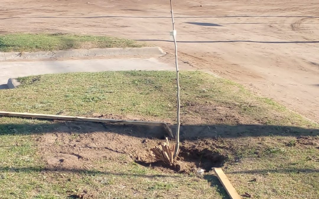 VANDALISMO EN EL ARBOLADO PÚBLICO EN LA AMPLIACIÓN URBANA Y EN EL PARQUE VILLEGAS