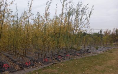 ESPACIOS VERDES PONE A LA VENTA ÁRBOLES PRODUCIDOS EN EL VIVERO MUNICIPAL DESTINADOS ESPECIALMENTE A LA ZONA RURAL