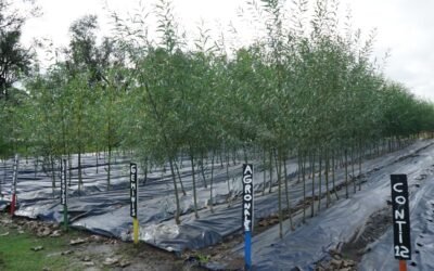 LA DIRECCIÓN DE ESPACIOS VERDES TIENE DISPONIBLES ÁRBOLES PRODUCIDOS EN EL VIVERO MUNICIPAL DESTINADOS A ESPACIOS EXTRAURBANOS