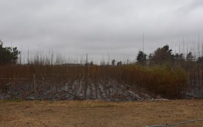 TODAVÍA QUEDA A LA VENTA EN EL VIVERO MUNICIPAL UN REMANENTE DE EJEMPLARES DE ÁRBOLES QUE SE UTILIZAN PARA FORESTAR ESPACIOS PÚBLICOS