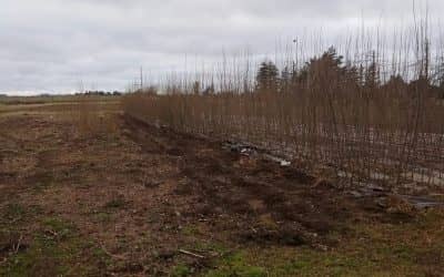 La comuna entregó 7 mil árboles a productores rurales y finalizó la actividad