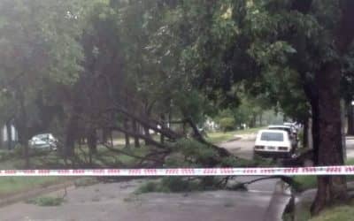 TRAS LA FUERTE TORMENTA, CUADRILLAS MUNICIPALES RETIRAN UNOS 30 ÁRBOLES CAÍDOS EN LA PLANTA URBANA