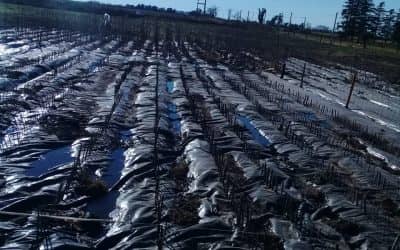 EL VIVERO MUNICIPAL ENTREGÓ MÁS DE 8 MIL ÁRBOLES A PRODUCTORES DE LA ZONA RURAL