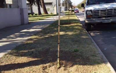 POR EL DÍA DEL ÁRBOL, QUE SE CONMEMORA HOY, EL MUNICIPIO PLANTÓ ÁRBOLES NATIVOS EN LA VEREDA DE CASA DEL NIÑO