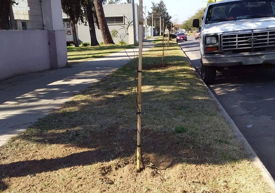 POR EL DÍA DEL ÁRBOL, QUE SE CONMEMORA HOY, EL MUNICIPIO PLANTÓ ÁRBOLES NATIVOS EN LA VEREDA DE CASA DEL NIÑO