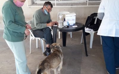 CAMPAÑA DE VACUNACIÓN ANTIRRÁBICA POR LOS BARRIOS: SE VACUNARON OTRAS 130 MASCOTAS EN EL CENTRO DE REFERENCIA RAMÓN CARRILLO