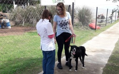 CAMPAÑA GRATUITA DE VACUNACIÓN ANTIRRÁBICA POR LOS BARRIOS: ZOONOSIS VACUNÓ 161 MASCOTAS MÁS EN LA AMPLIACIÓN URBANA