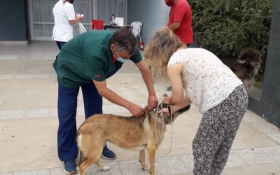 CAMPAÑA GRATUITA DE VACUNACIÓN ANTIRRÁBICA POR LOS BARRIOS: ZOONOSIS VACUNÓ 170 MASCOTAS MÁS EN EL BARRIO FONAVI