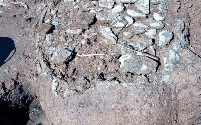 LOS CAPARAZONES Y RESTOS DE GLIPTODONTES FUERON PUESTOS A REGUARDO EN EL MUSEO HISTÓRICO Y EL VIERNES LLEGA UN GRUPO DE EXPERTOS DE LA UNIVERSIDAD DEL CENTRO