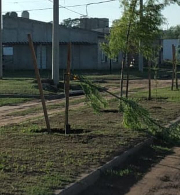 VANDALISMO EN EL ARBOLADO PÚBLICO DE LA AMPLIACIÓN URBANA