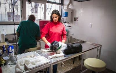 EL CENTRO DE ZOONOSIS SIGUE CON LA CAMPAÑA DE VACUNACIÓN ANTIRRÁBICA Y TAMBIÉN CON LAS CASTRACIONES QUE YA SUPERAN LAS 7 MIL EN TODO EL DISTRITO