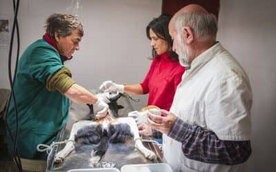 Ya se hicieron 1180 castraciones en el centro de zoonosis en 9 meses