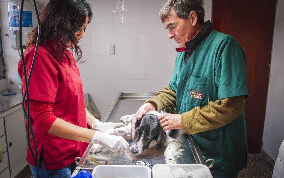 El Centro de Zoonosis ya realizó 500 castraciones en tres meses