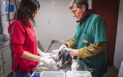 El Centro de Zoonosis ya realizó 500 castraciones en tres meses