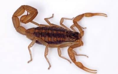 Prevención ante la aparición de alacranes