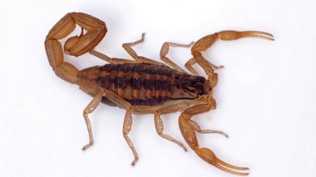 Prevención ante la aparición de alacranes