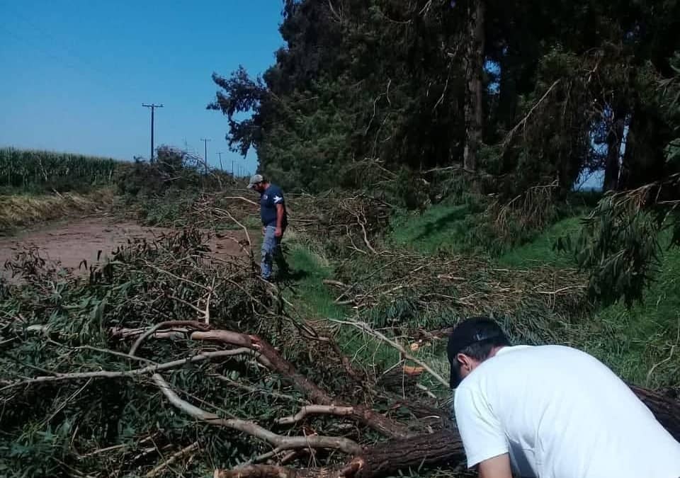 FUERTES VIENTOS PROVOCARON LA CAIDA DE MUCHOS ARBOLES EN EL CAMINO 21