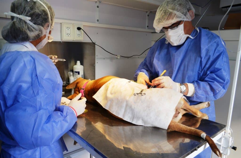 30  de Agosto: Tenencia responsable de mascotas