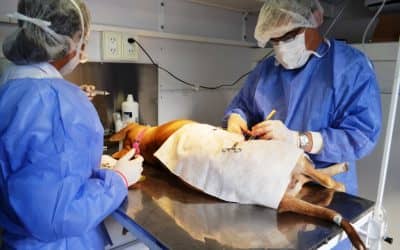 30 de Agosto: Tenencia responsable de mascotas