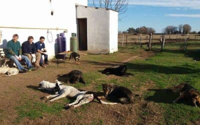 Personal de Zoonosis castró perros en la Unidad Penal Nº 20
