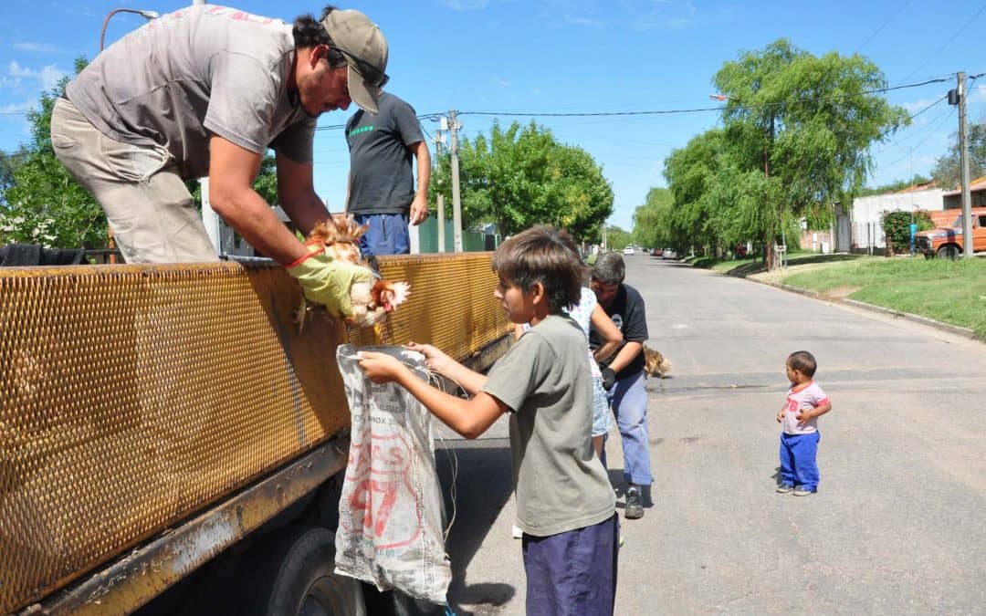 Mañana (martes) comienza la entrega de gallinas