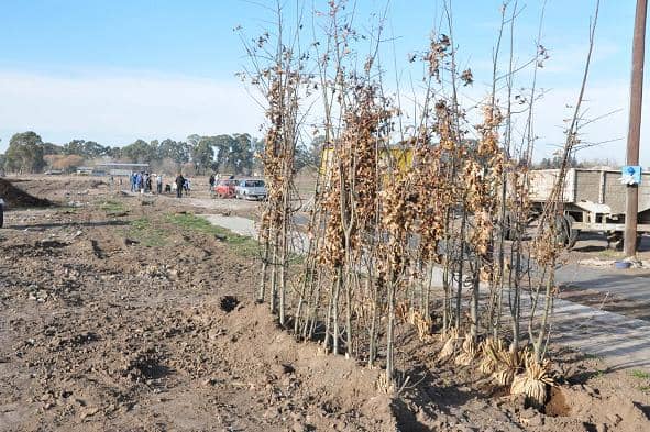 Comenzaron los trabajos de forestación en la Ampliación Urbana