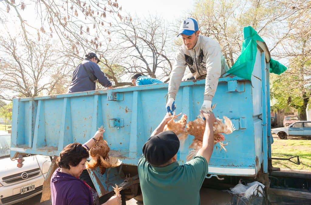 Continúa el lunes (22) la entrega de gallinas en el Ramón Carrillo