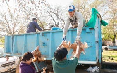 Hoy (miércoles) continúa la entrega de gallinas en los CAPS
