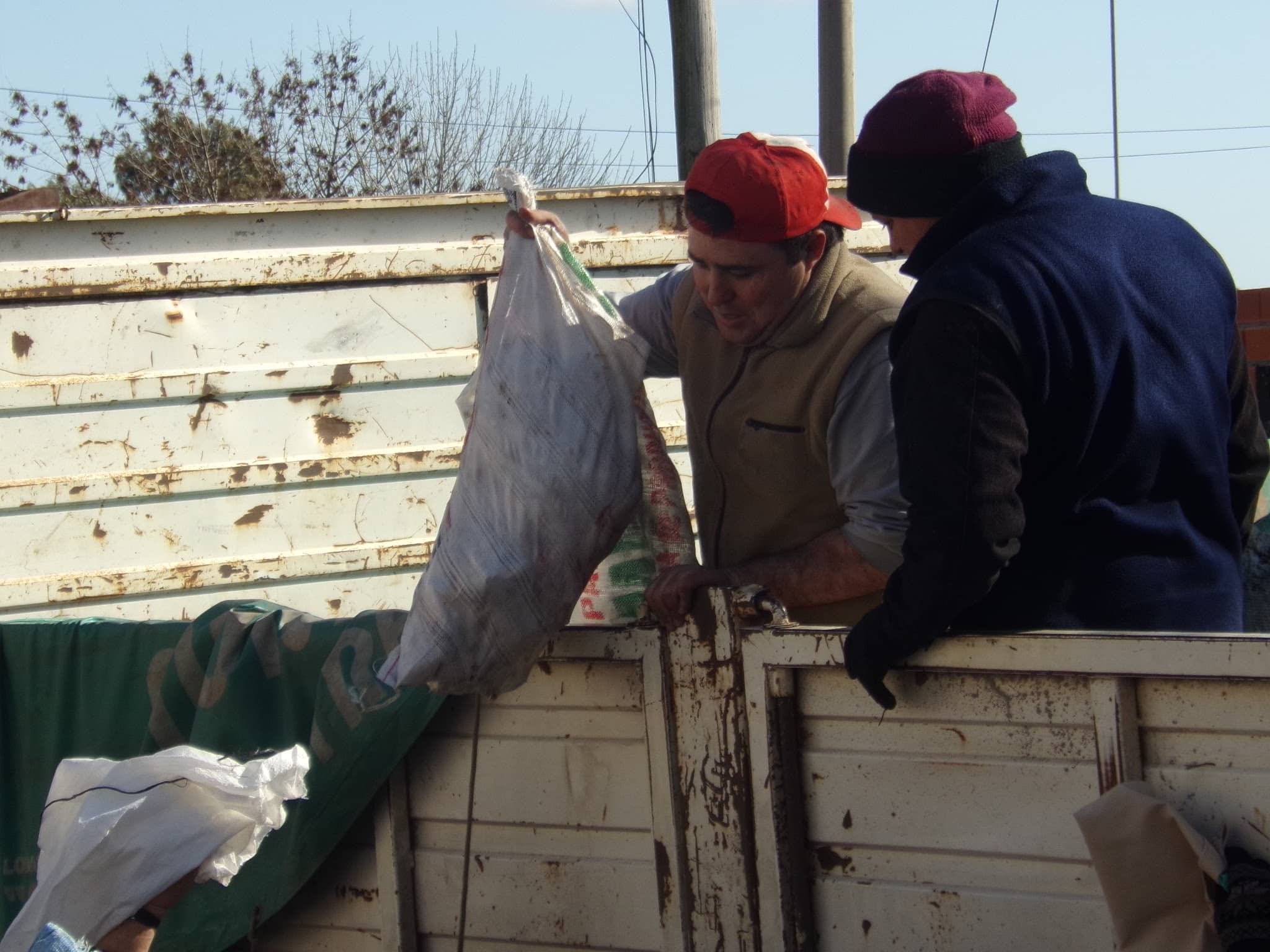 Continúa la entrega de gallinas para consumo